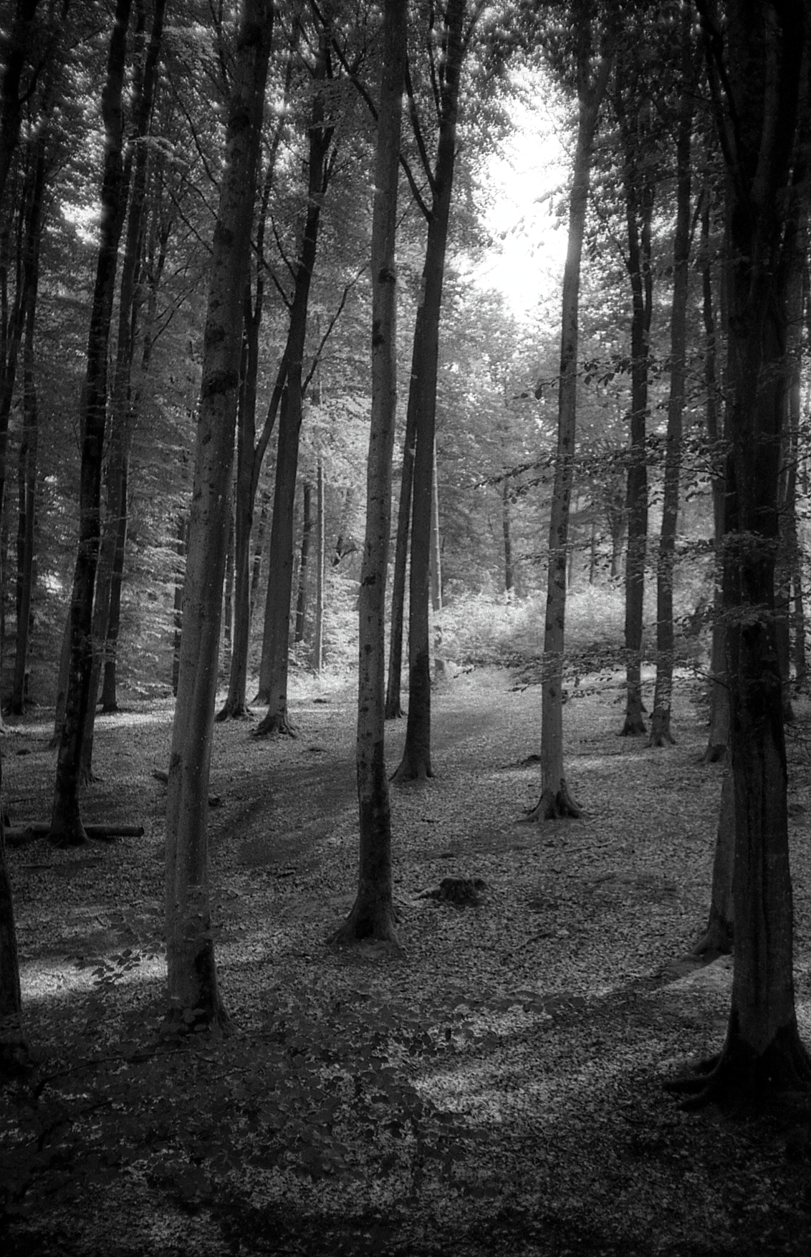 fotografia analogowa lodz