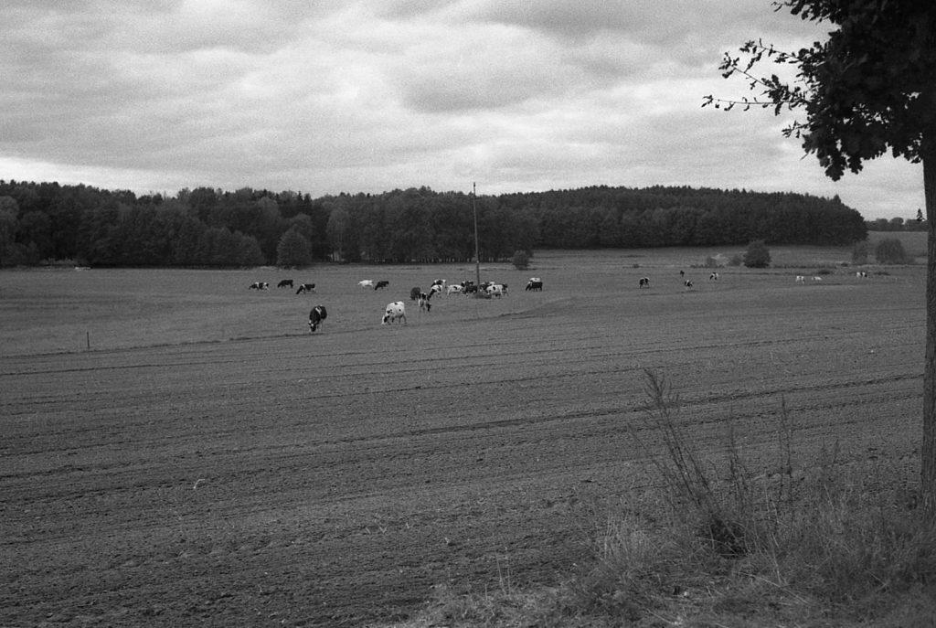 fotografia analogowa